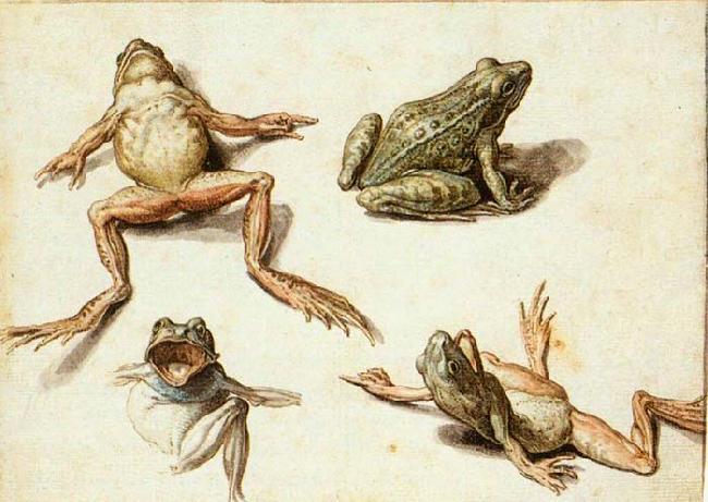 GHEYN, Jacob de II Four Studies of Frogs Germany oil painting art